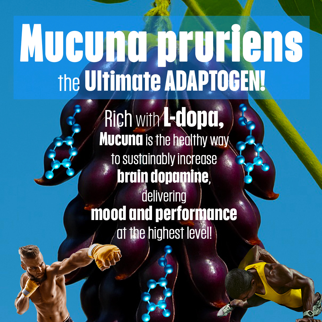 The Ulimate Adaptogen